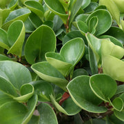 Peperomia obtusifolia Sydney's Plant Market